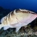 grouper_nassau_mea_lc_h_0420_cay0896.jpg